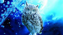 HOOTERS🦉 Discord Server Banner