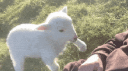 “ 🌾 𐄹 Cotton Cloud Corner 𐄹 🐑 ” Discord Server Banner