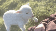β πΎ πΉ Cotton Cloud Corner πΉ π β Discord Server Banner