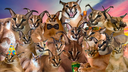 Flopps4Life Discord Server Banner