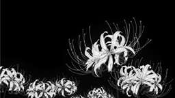 NANAOSAKI 🪷 // nana tag Discord Server Banner