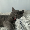 Cat cafe Discord Server Banner