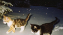 • XOXO • Discord Server Banner