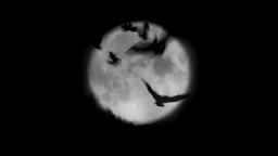 🦇︲yovng Discord Server Banner