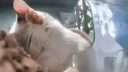 DeMiaowa (meow.camera) Discord Server Banner