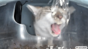 StreetCatWiki Discord Server Banner