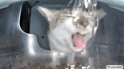 StreetCatWiki Discord Server Banner