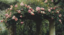 𝐸𝓋𝑒𝓇𝑔𝒶𝓇𝒹𝑒𝓃 Discord Server Banner