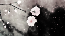 Aozora Discord Server Banner