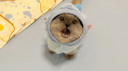 Cat Landers Discord Server Banner