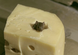 GigaCheese Discord Server Banner