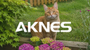 AKNES Discord Server Banner