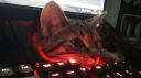 ⚡┃𝖆𝖒𝖔𝖚𝖗 𝖕𝖗𝖊𝖘𝖙𝖎𝖌𝖊 Discord Server Banner