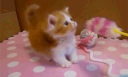 kit kat kitties 🍓 Discord Server Banner