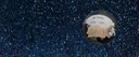 Boxfly Planet Discord Server Banner