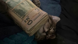 Catizon Discord Server Banner
