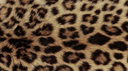 fantasy Discord Server Banner