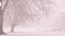 Shosho's Haven Discord Server Banner