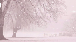 Shosho's Haven Discord Server Banner