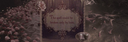 ᰈ　⊹🪲　˚　✿　Nyra.　⑅ Discord Server Banner