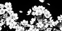 Nico’s Shack Discord Server Banner