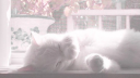 🎀 Ask To Dm  ^⩊^⟆ Cutecats﹒Social﹒Active﹒Guild tags﹒Vcs﹒Giveaways & Emotes﹒Ask2DM Discord Server Banner