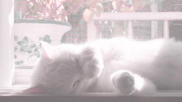 🎀 Ask To Dm ^⩊^⟆ Cutecats﹒Social﹒Active﹒Guild tags﹒Vcs﹒Giveaways & Emotes﹒Ask2DM Discord Server Banner