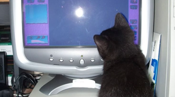 moecord Discord Server Banner