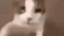 Myshcat's Server Discord Server Banner