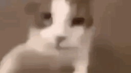 Myshcat's Server Discord Server Banner