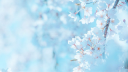 SU│Server Union Discord Server Banner