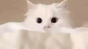 sho.hub Discord Server Banner