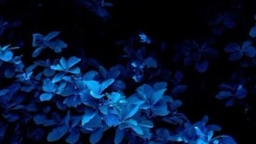 ꒰ ㆍ Zardonix ㆍ ⸝⸝ Discord Server Banner