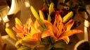 ⊹ 🍂 𝐓𝐰𝐢𝐥𝐢𝐠𝐡𝐭 Discord Server Banner