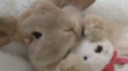 Tulip ᶻ 𝗓 𐰁 .ᐟ 逸兰 ⋆ 🌷 Discord Server Banner