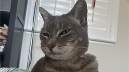 Gully’s Gatitos Discord Server Banner