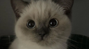 Gully’s Gatitos Discord Server Banner