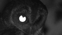 Raven Discord Server Banner