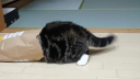 CharlesJustCat Community Discord Server Banner