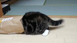 CharlesJustCat Community Discord Server Banner