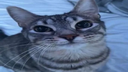 zibidiler Discord Server Banner