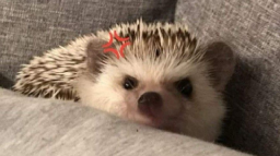 Phi Đoi Nhim Than Sau Discord Server Banner