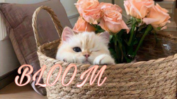 Bloom Discord Server Banner