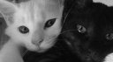 ﹫ Discord Server Banner
