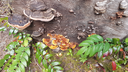 Fungus Amongus Discord Server Banner