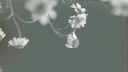 Ariana Grande Discord Server Banner