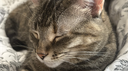 The Mapes Discord Server Banner