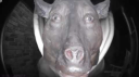 hannnahlovescows Discord Server Banner