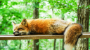 WOOF Discord Server Banner
