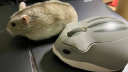/r/MouseReview Discord Server Banner